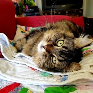 Meet your Posher, Elizabeth